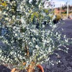Eukalyptus (Eucalyptus) ´GUNNII´ - výška 150-200 cm, kont. C18L